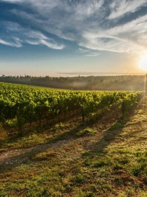 tuscany-grape-field-nature-51947
